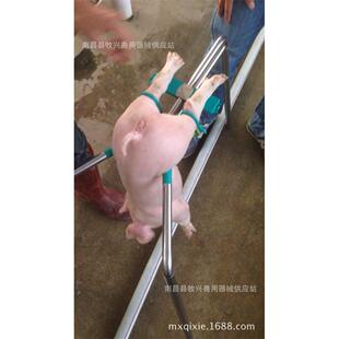 不锈钢阉猪架阉割台阉仔猪器三脚架三脚台倒挂器