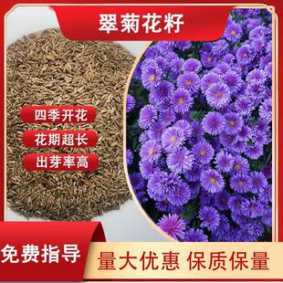 花海花卉翠菊花种籽观景园艺国庆观赏室内外观花阳台阳台盆栽