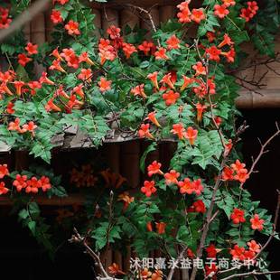 仿真凌霄花假花爬藤藤蔓缠绕吊顶植物花藤条管道栅栏遮挡绢花花艺