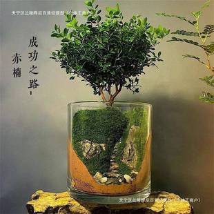 命之树水陆缸创意活桌面苔藓微景观成品盆景好生养鲜绿植F9956HTH