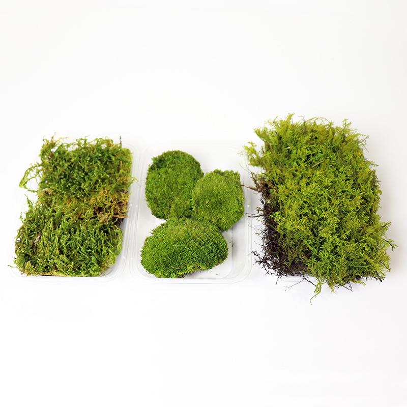 生苔藓白发藓大灰藓鹿角庭院藓铺面真20240626苔藓植物墙装内饰永