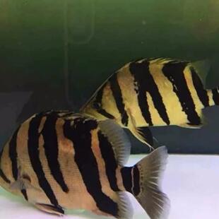 虎鱼活鱼苗热虎带观赏三鱼苏门答虎印尼四纹腊泰77724465北纹虎龙