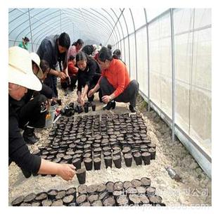 生产营养钵装土机全自动蔬菜花卉营养土打钵机园林营养土装土机