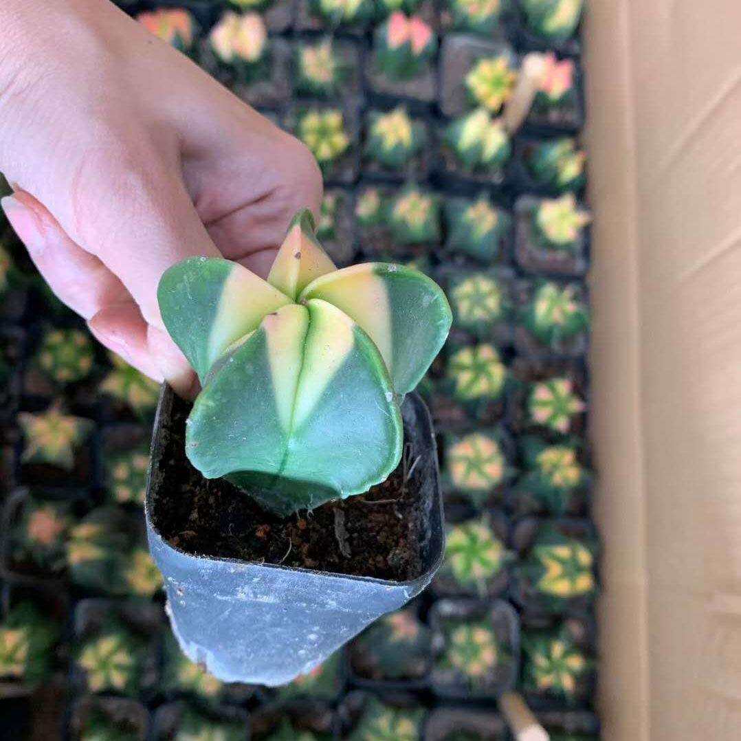 多肉植物办公室桌面小盆栽居家绿植鸾凤玉锦