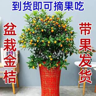 金桔盆栽可食用桔子树观赏室内南北方四季阳台庭院种植带果发货