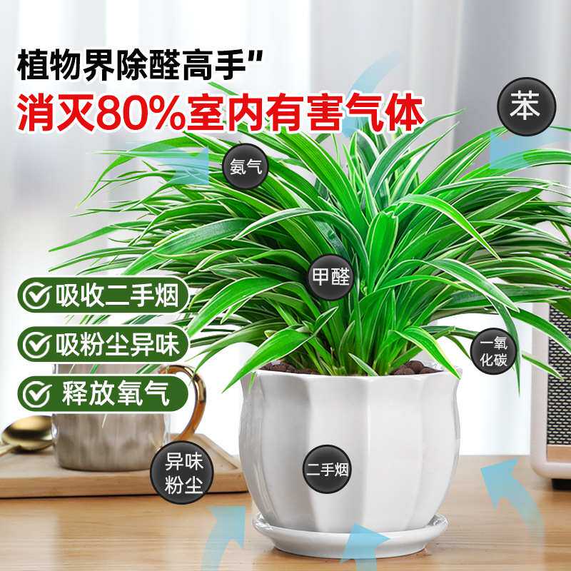 金边吊兰盆栽室内植物好养花卉净化空气吸除甲醛水养水培垂吊绿植