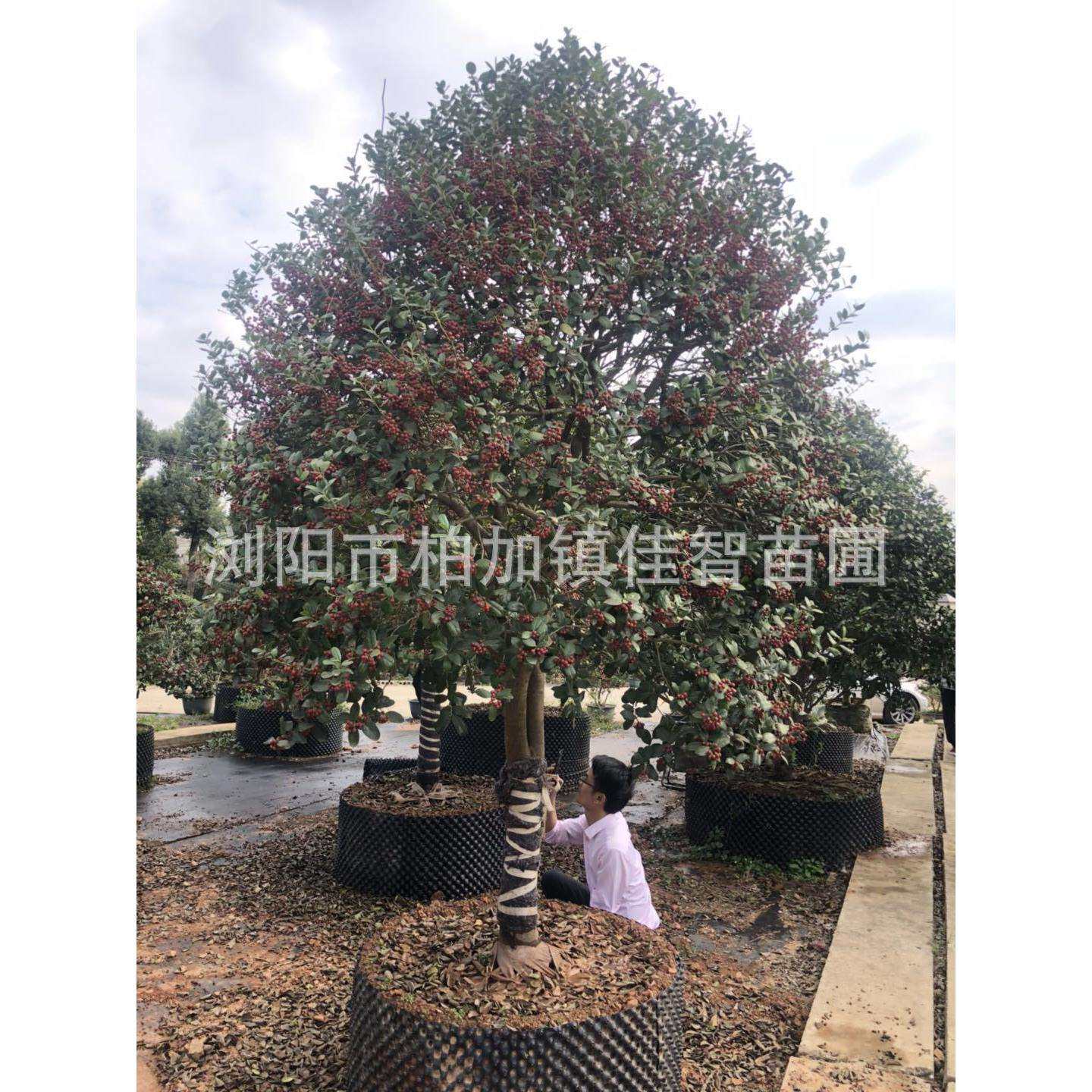 基地供应造型无刺枸骨树 无刺构骨桩景 造型无刺枸骨厂家