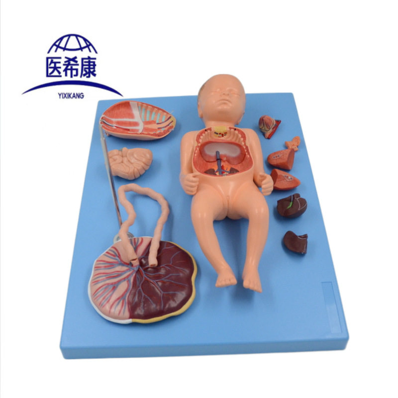 胎盘脐带与胎儿附内脏模型