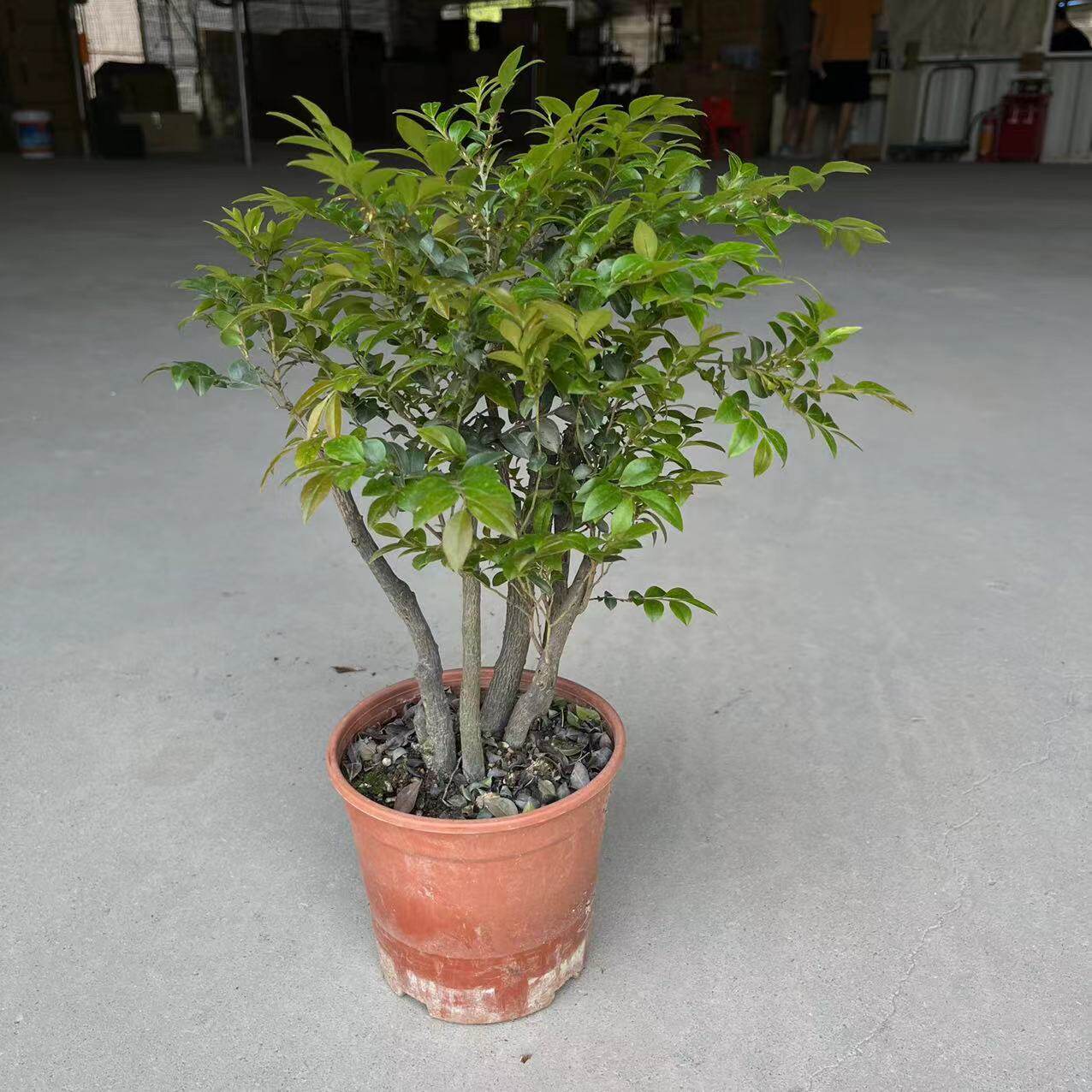 小叶多杆紫檀花卉盆景树桩黑骨茶室内盆景盆栽观赏四季常青