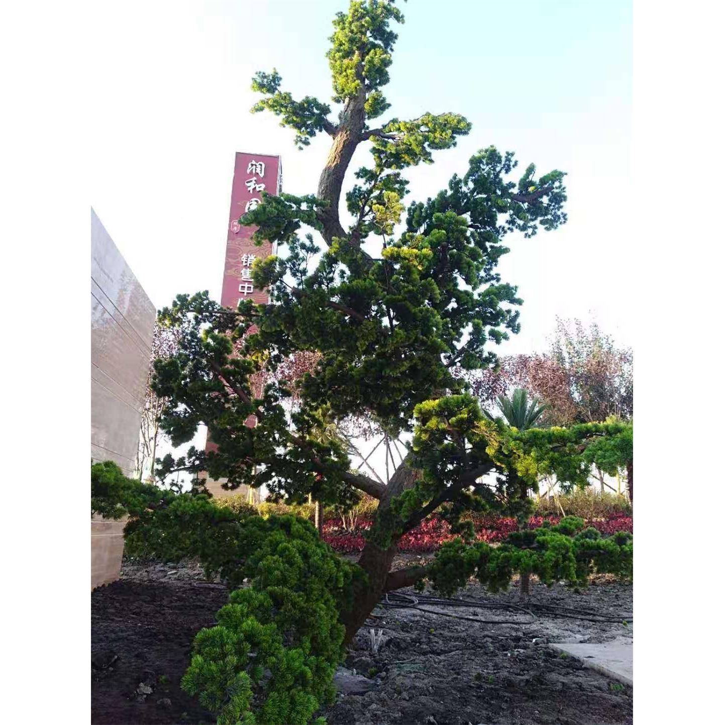 仿真松树皮管道装饰遮GKY挡墙外面装饰包柱包水真管仿树皮室内装