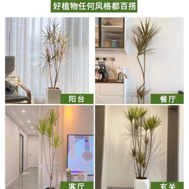 千年木719绿植大型马尾内铁七彩铁真植好物客厅养室龙血树盆栽造