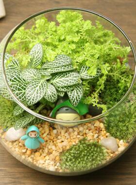 苔藓微景创品摆件苔藓礼瓶意造景瓶15玻璃盖观办tz-20181公室摆件