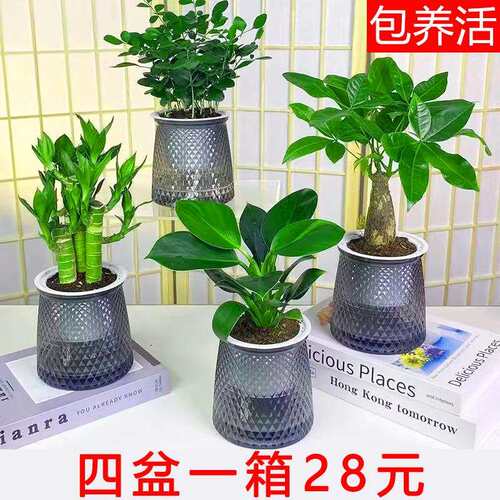 水培绿植四件套】发财树袖珍椰子金钻九里香栀子花桌面小盆栽植物