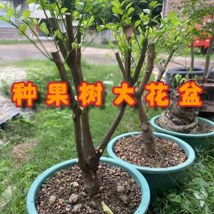 果树种花盆加厚缸盆大口径庭耐院用十年MDT植圆形种树龙种菜多肉