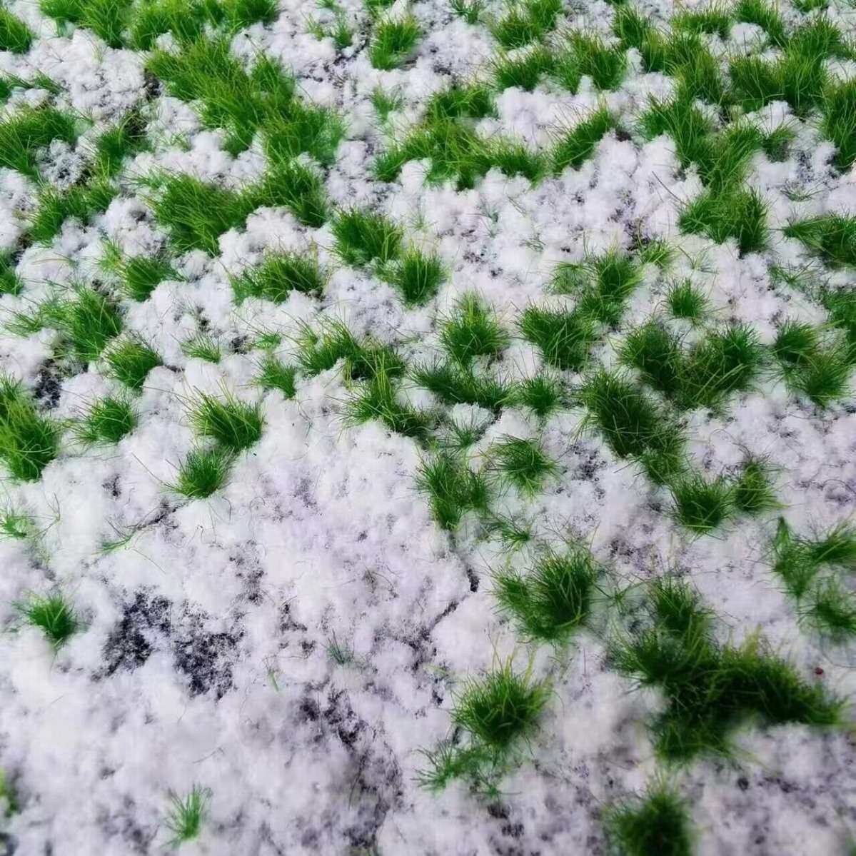 仿真苔藓草坪撅类绿植仿真仿真青苔草坪植物苔藓绿植仿真厥类
