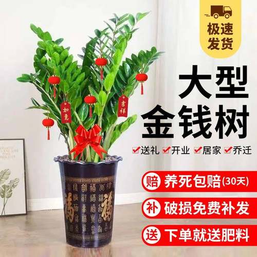 金钱树盆栽植物室内花卉客厅四季常青大型绿植摇钱串子发财树好养