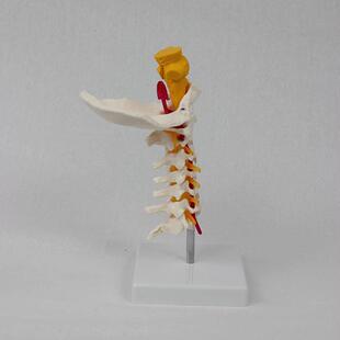 人7844颈椎带枕骨节脑干型模型体骨骼模教学模型可分销
