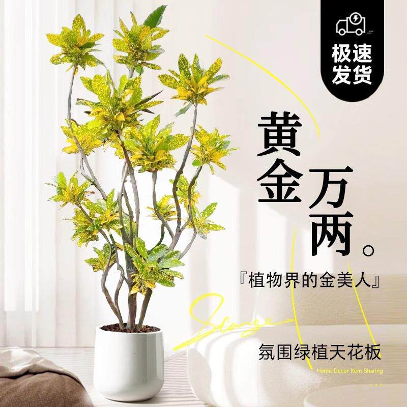 大型绿植洒榕盆栽室内客金旺宅真20250814树好七养黄金万厅两盆景