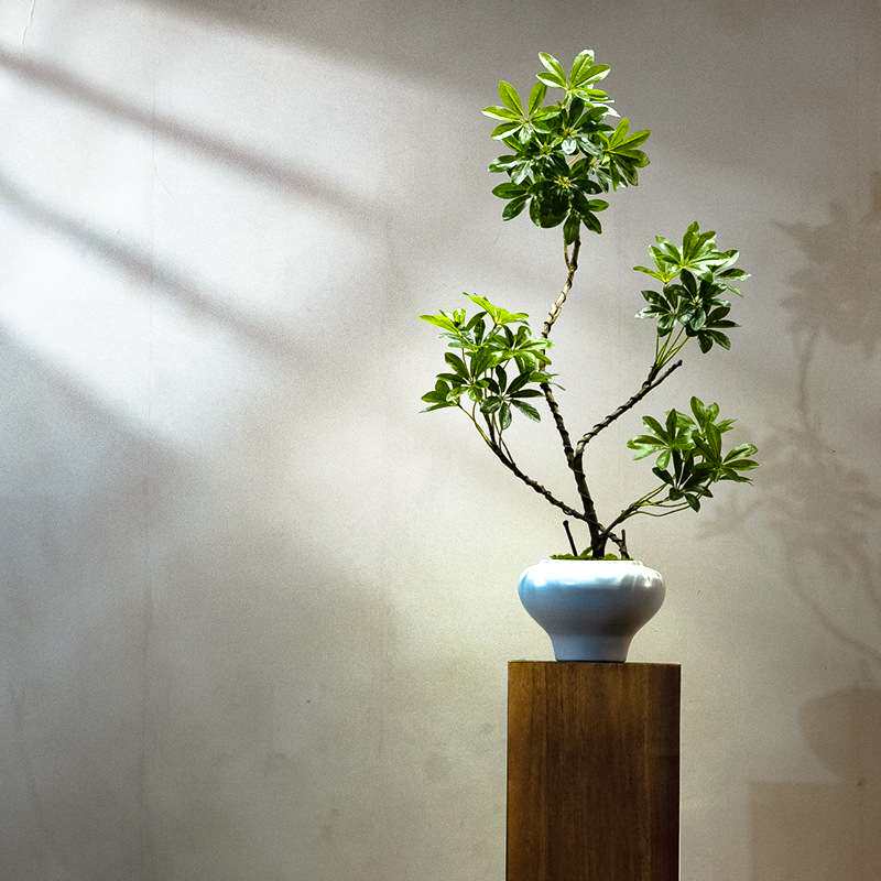 海虹景品鸭脚木仿真绿植桌面客厅茶室玄关装饰假花小型盆栽景摆件