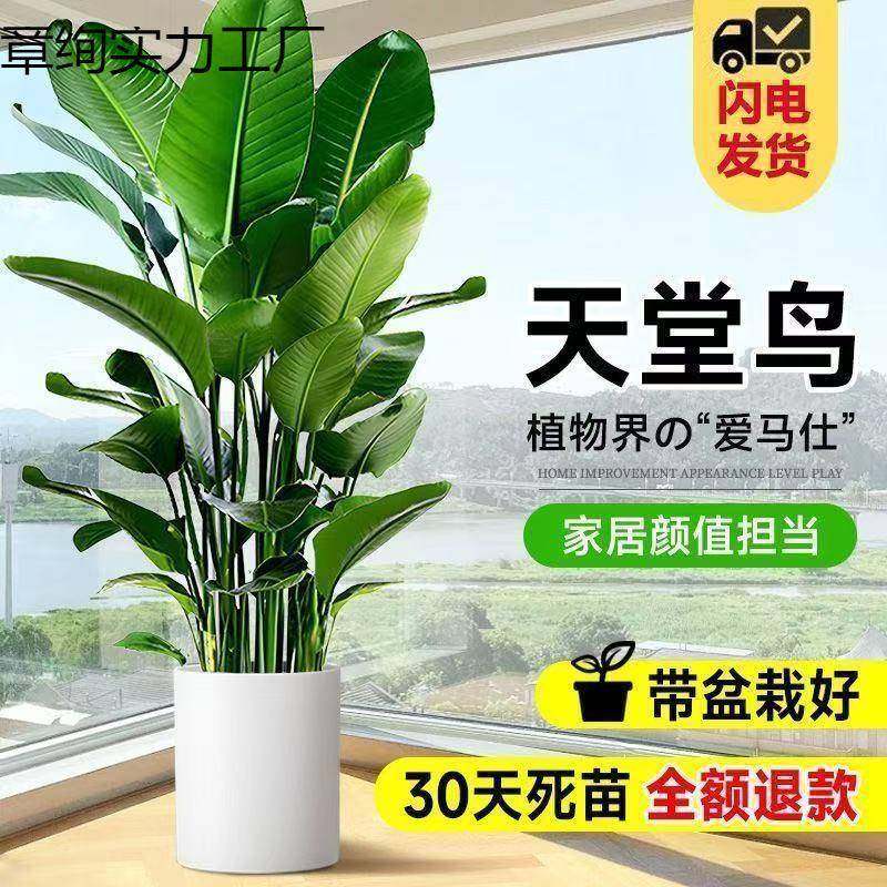 天堂鸟绿植大盆栽植物客新厅兰懒章绚实力人大型绿植室内房除醛甲
