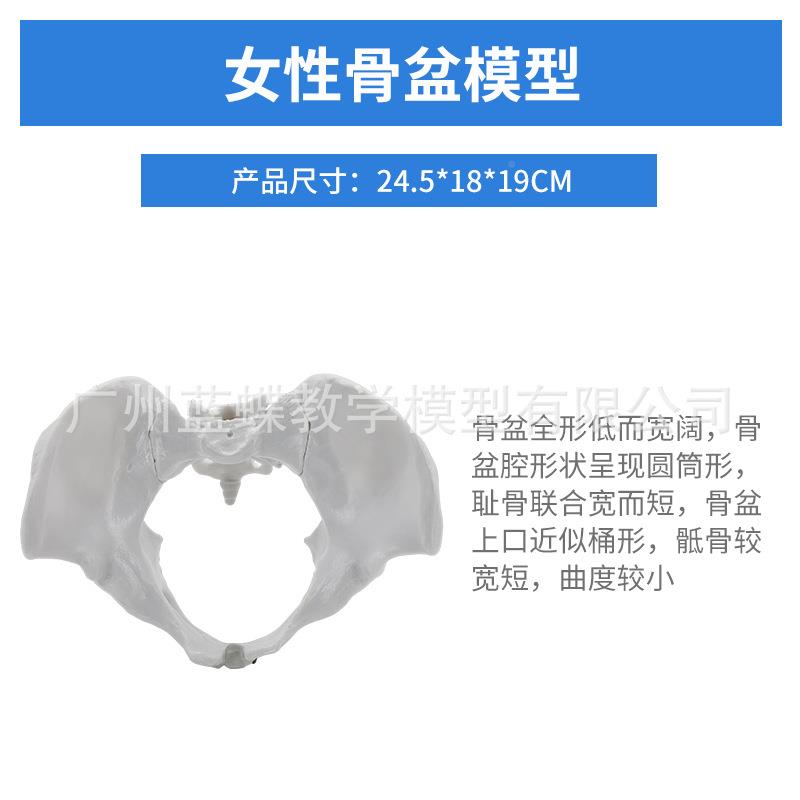 骶女性骨盆模型自然骨大骨盆关节骨耻结构造教妇产科展示学34医学
