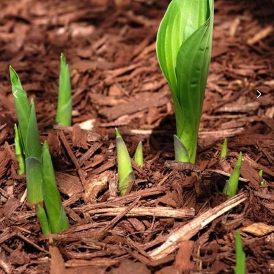 彩色木屑红树皮有机覆盖物花园艺景观庭院装饰铺黄土地面树穴防草