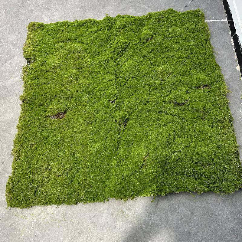 仿真苔藓假青苔背景植物墙装饰绿植微景观植绒草皮绿色仿真青苔,畜牧/养殖物资,畜牧/养殖器械,淘宝优惠券,粉丝福利购,淘宝优惠卷