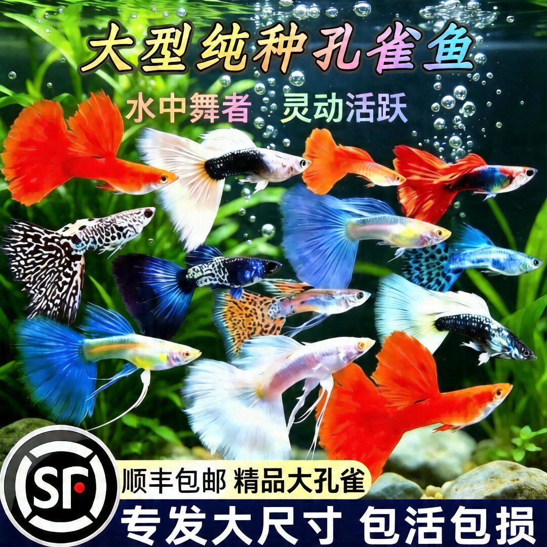 大型纯种孔雀鱼观赏鱼热带鱼小型淡水好养耐活新手金鱼斑马天使鱼