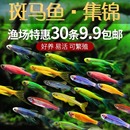 热带观赏鱼红蓝斑马鱼蝶翼精品孔雀小型金鱼苗观赏鱼红绿灯科活体