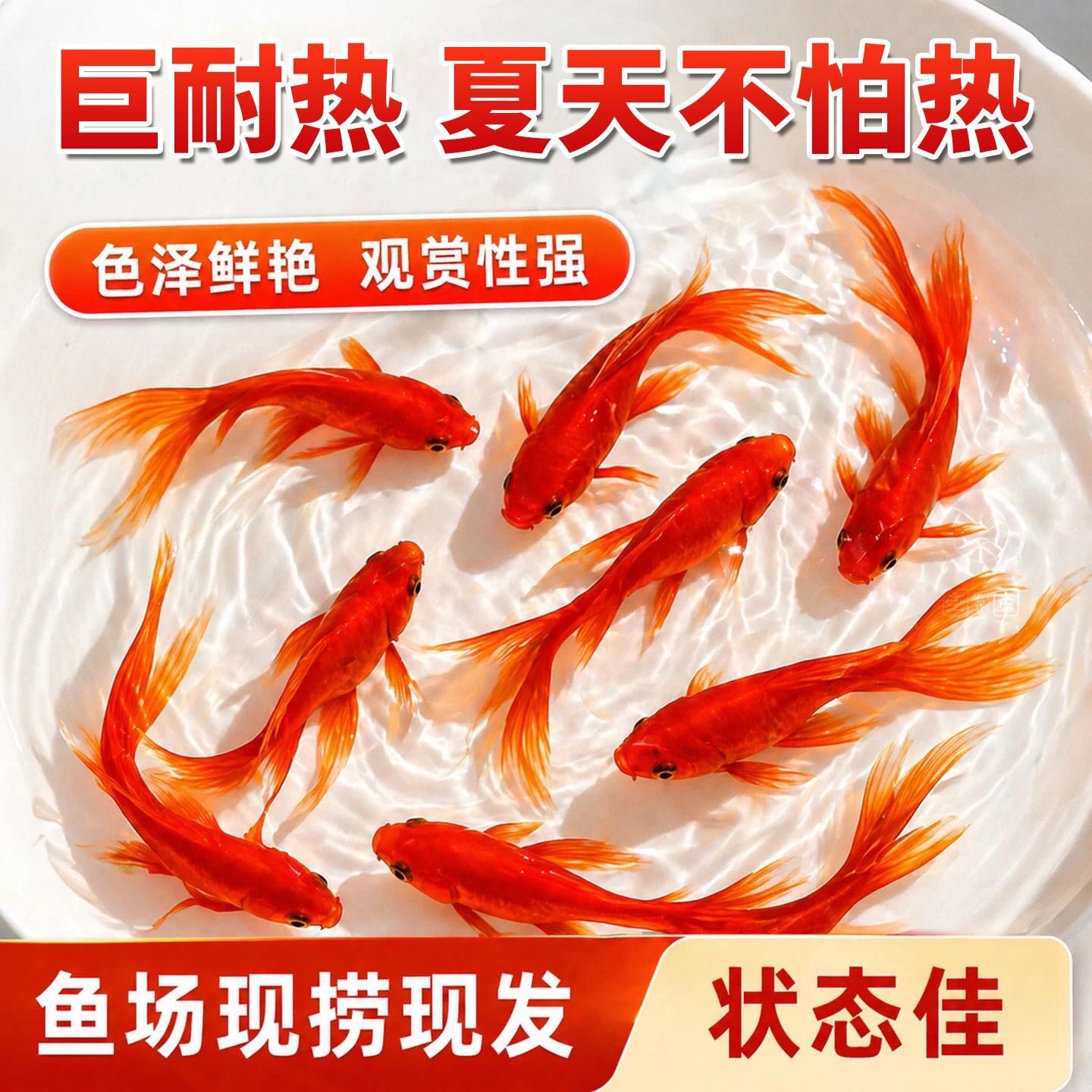 草金鱼活鱼锦鲤鱼苗观赏鱼淡水鱼冷水鱼小型耐活活体小金鱼红草金