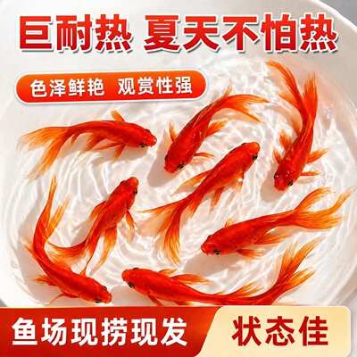 活体锦鲤金鱼苗淡水耐活小型鱼
