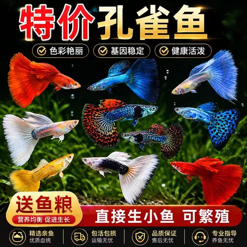 纯种孔雀鱼活体好养热带淡水