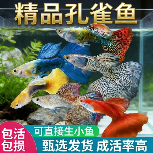 纯种孔雀鱼耐养精品凤尾观赏鱼