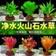 鱼缸真水草鱼缸造景套餐净化水质懒人鱼缸水草植物直接入缸蜈蚣草