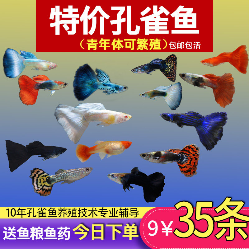 纯种精品孔雀鱼斑马鱼活体观赏鱼热带鱼小型淡水鱼苗好养耐活凤尾