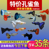 纯种精品孔雀鱼斑马鱼活体观赏鱼热带鱼小型淡水鱼苗好养耐活凤尾