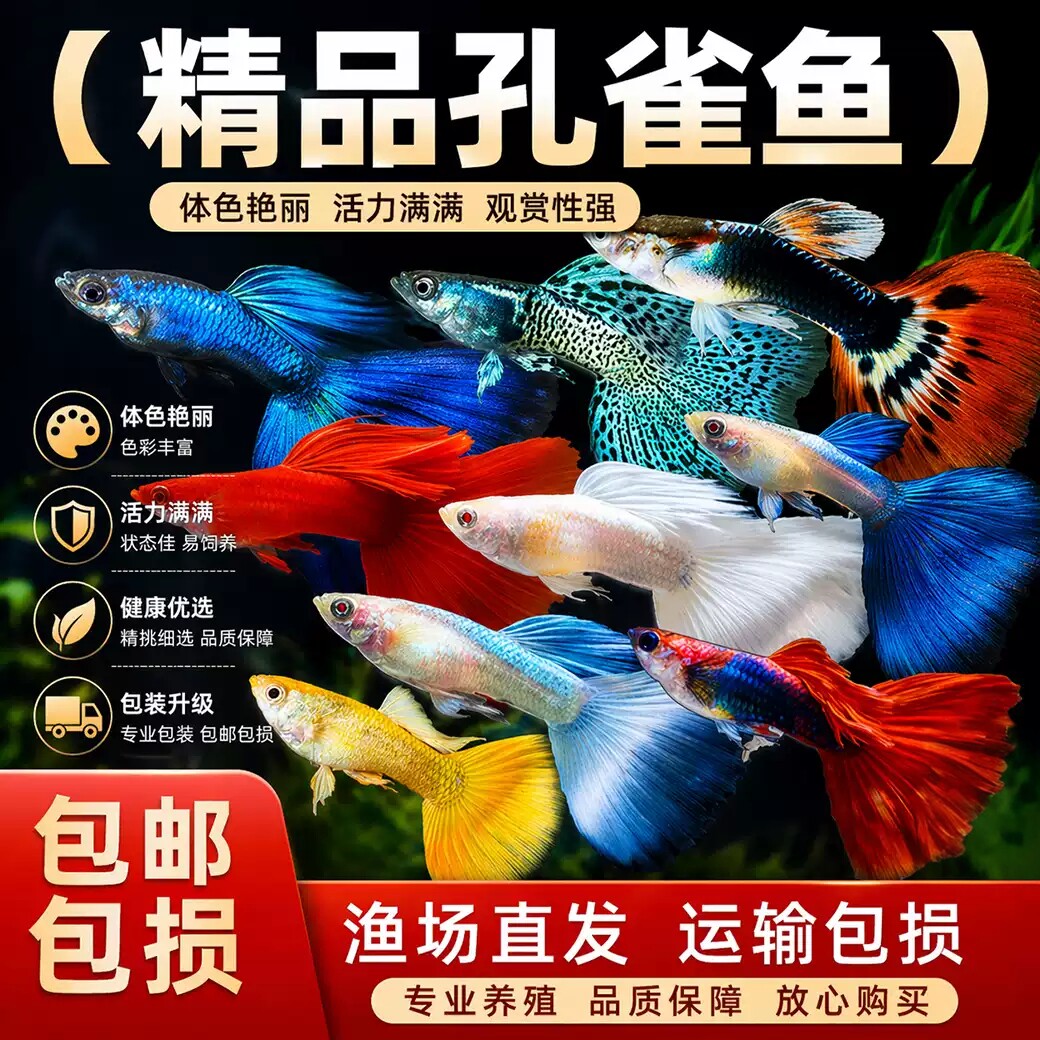 大型纯种孔雀鱼观赏鱼热带鱼小型淡水好养耐活新手金鱼斑马天使鱼