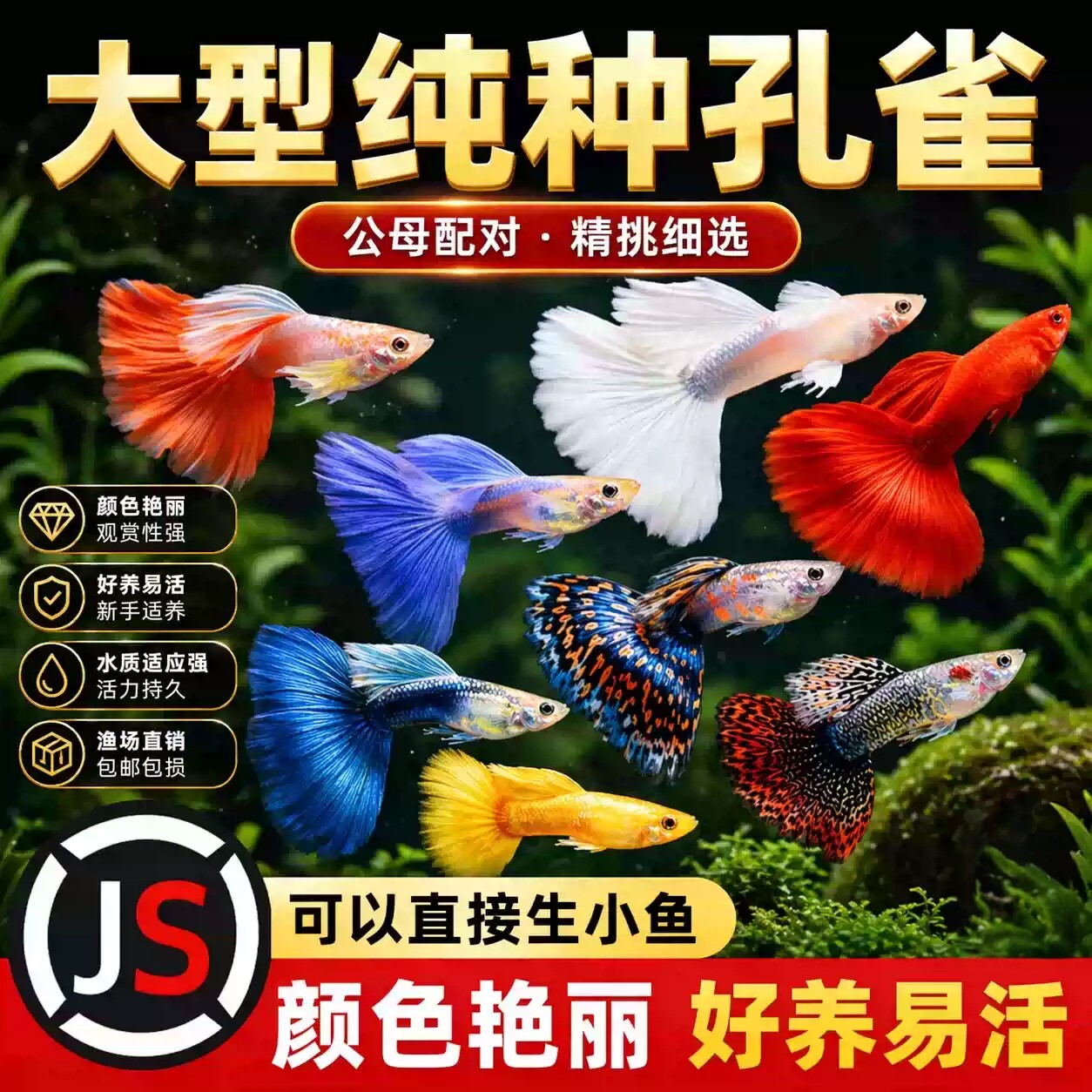 精品孔雀鱼热带纯种活鱼苗淡水小型好养耐活鱼胎生凤尾鱼易繁殖
