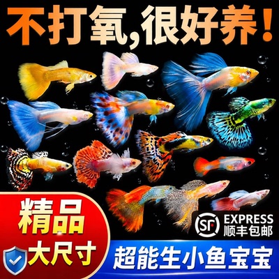 纯种孔雀鱼活体小型好养热带淡水