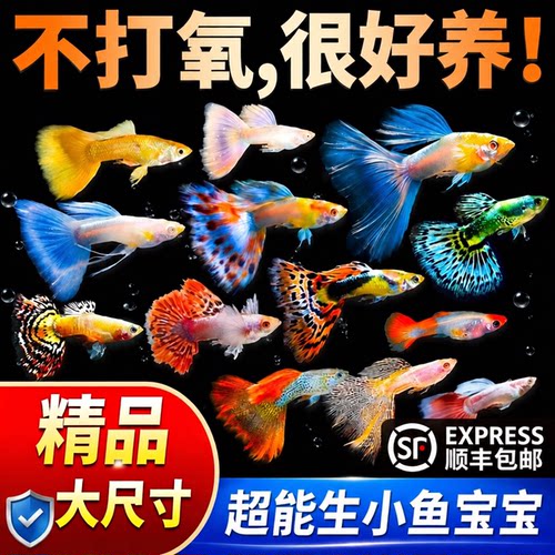 纯种孔雀鱼活体小型好养热带淡水