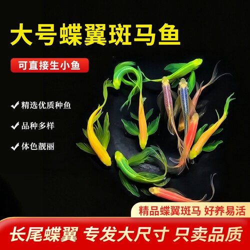蝶翼斑马鱼热带好养群养