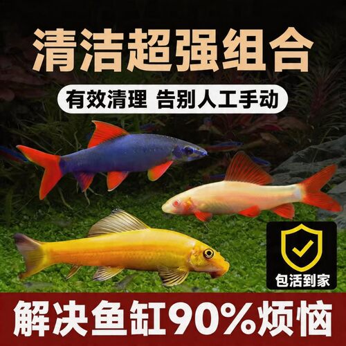 金苔鼠清道夫除藻清洁鱼缸