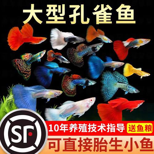 孔雀鱼大号精品纯种观赏鱼淡水热带小鱼渔场饲养成活率高顺丰包邮