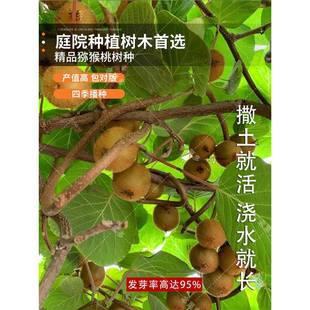 猕猴桃种子水果树南方种植猕猴桃树果树软枣子树种子弥猴桃