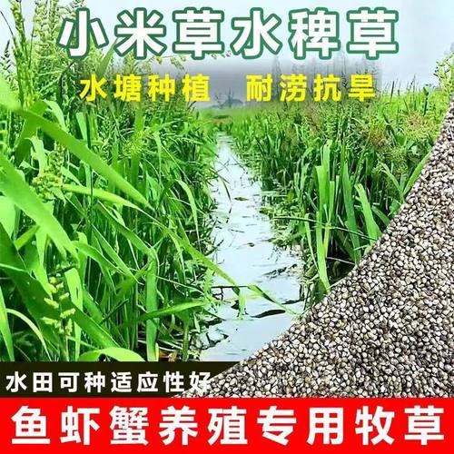 小米草种子水草鱼虾蟹草籽雀叶稗湖南稷子高产耐水淹养鱼草种