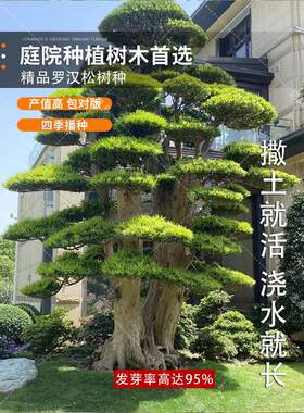 正宗雀舌罗汉罗汉松种子 可发芽盆栽迎客松四季常青大型植物绿植