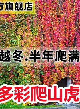爬山虎种子爬墙虎四季爬藤常青三叶长藤地锦植物阳台观叶植物种籽