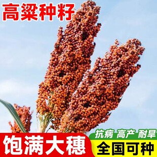 老品种红高粱种籽矮杆种子酿酒高梁粮甜杆高粱糯红缨子正宗高产早