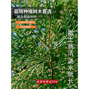 优质新采侧柏种子侧柏树种子柏树种子扁柏种子散装野生育苗林木籽