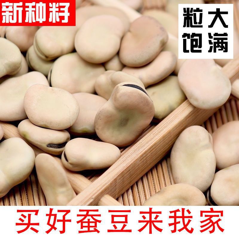 小新白皮蚕豆种子罗汉豆小粒种子日本进口高产耐寒秋冬蔬菜种子